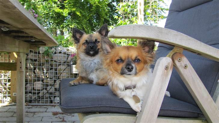 Chihuahua Bailey billede 3