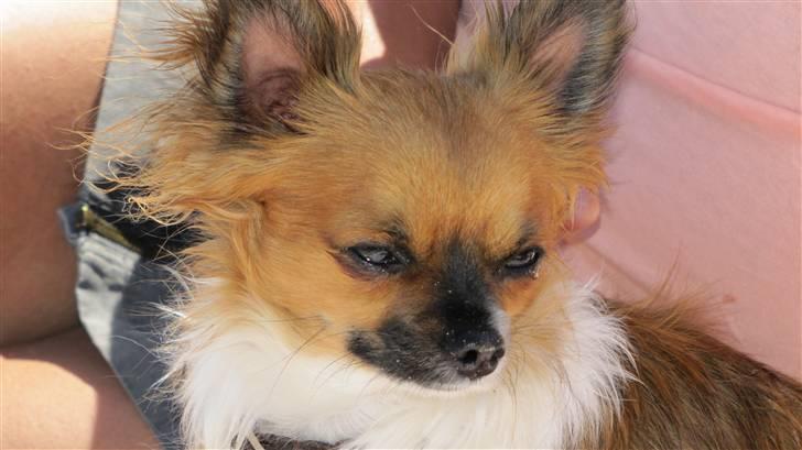 Chihuahua Bailey billede 4