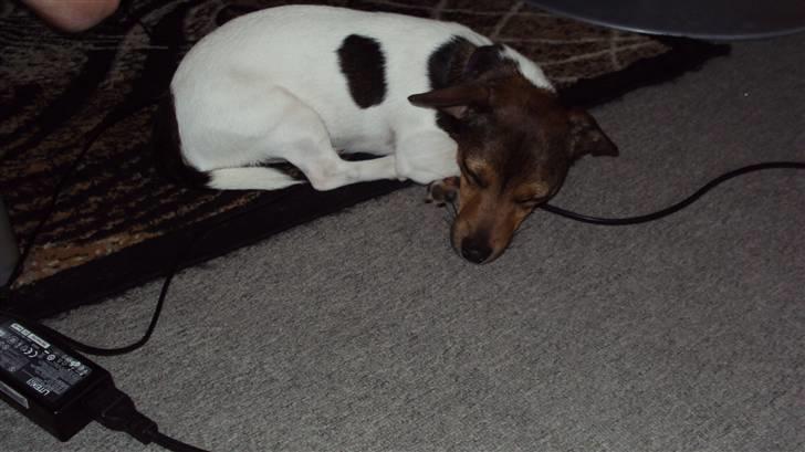 Jack russell terrier Flora (Svigermors) billede 7