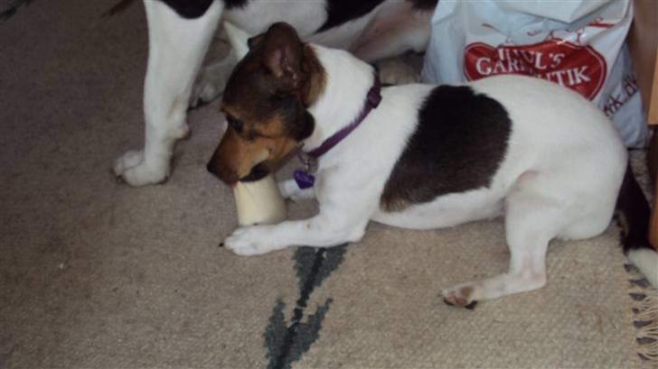 Jack russell terrier Flora (Svigermors) billede 8