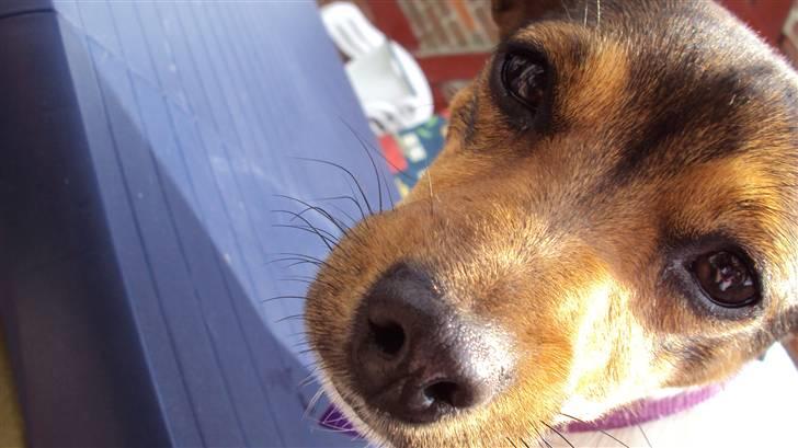 Jack russell terrier Flora (Svigermors) billede 9