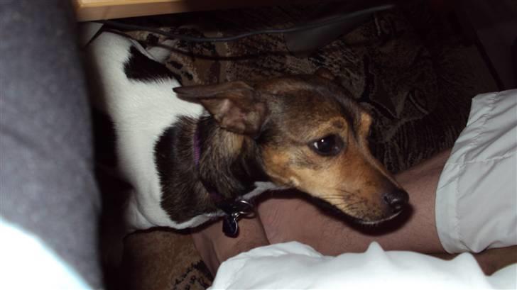 Jack russell terrier Flora (Svigermors) billede 10