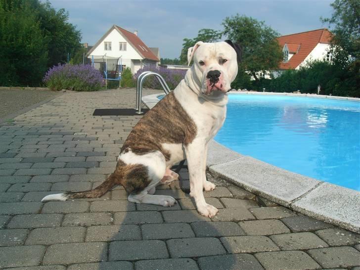 Amerikansk bulldog harley billede 20