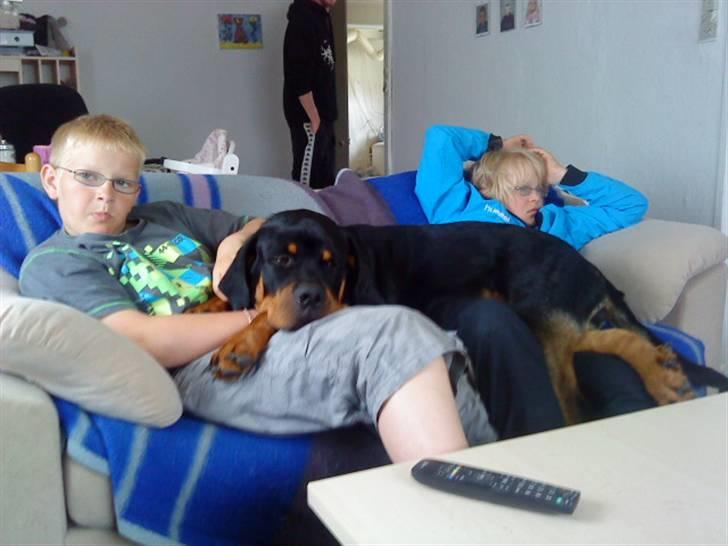 Rottweiler Felix - "Her kan jeg da godt være altså!?!?!" hi hi billede 9