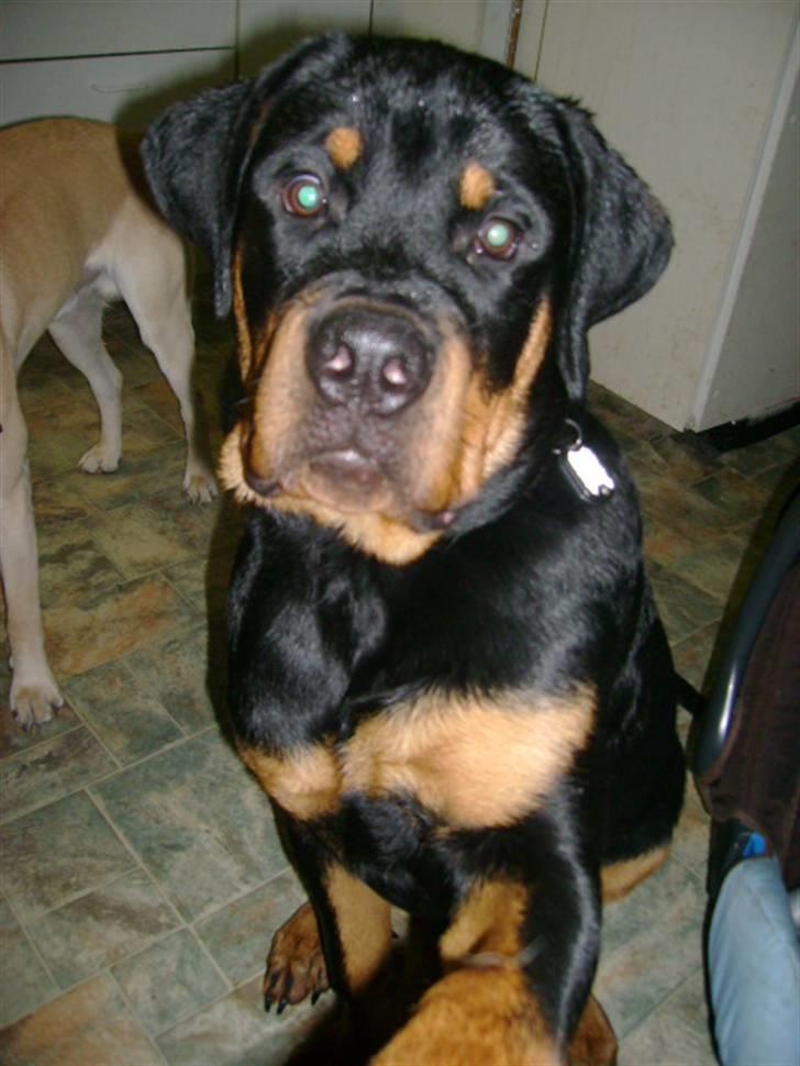 Rottweiler Felix - "Giver pote" billede 10