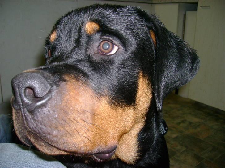 Rottweiler Felix - Felix i profil <3 billede 11