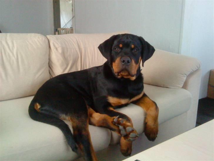 Rottweiler Felix - Jeg ligger bare lige her <3 billede 12