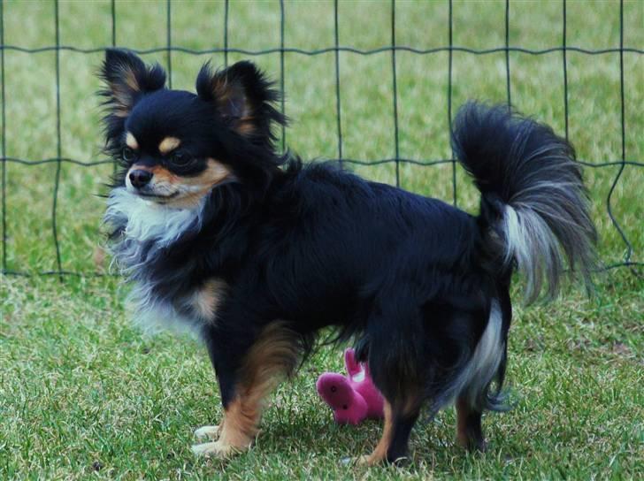 Chihuahua Bailey billede 7