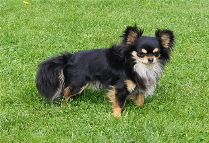 Chihuahua Bailey billede 8