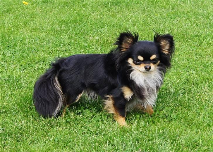 Chihuahua Bailey billede 9