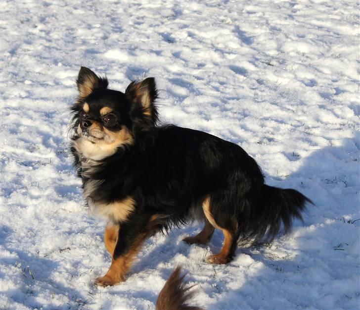 Chihuahua Bailey billede 10