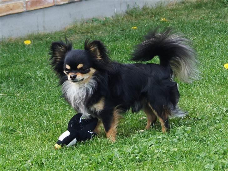 Chihuahua Bailey billede 11