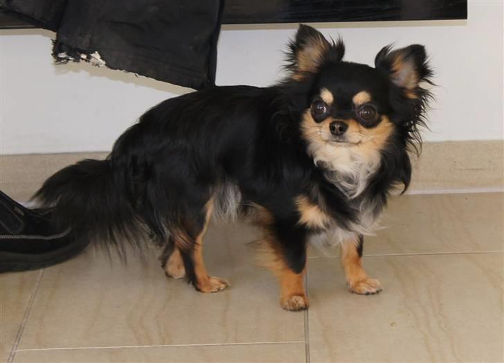 Chihuahua Bailey billede 12