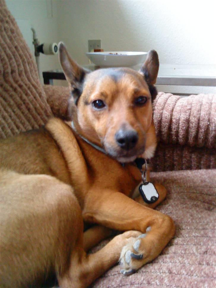 Blanding af racer Bamse - Dejlige Bamse &lt;3 billede 5