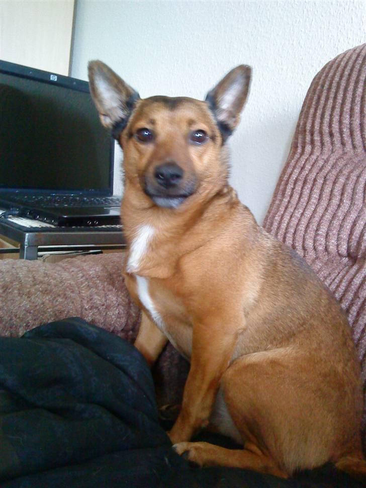 Blanding af racer Bamse - &quot;Siger du noget ???&quot; billede 6