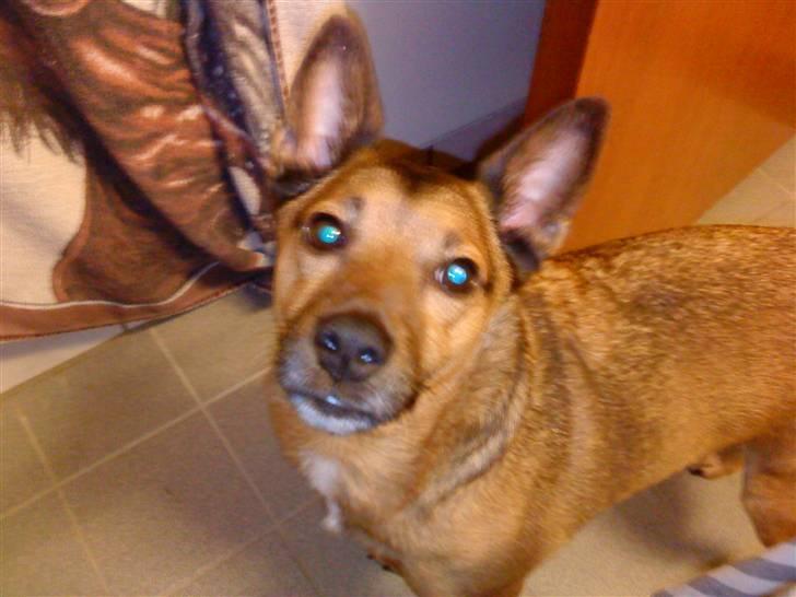 Blanding af racer Bamse - &quot;Hva er du snart f&#230;rdig for nu skal jeg alts&#229; ud og tisse !?!?!&quot; billede 7