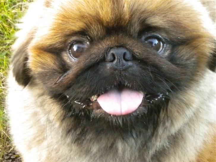 Pekingeser Dengse Ming Blach billede 24