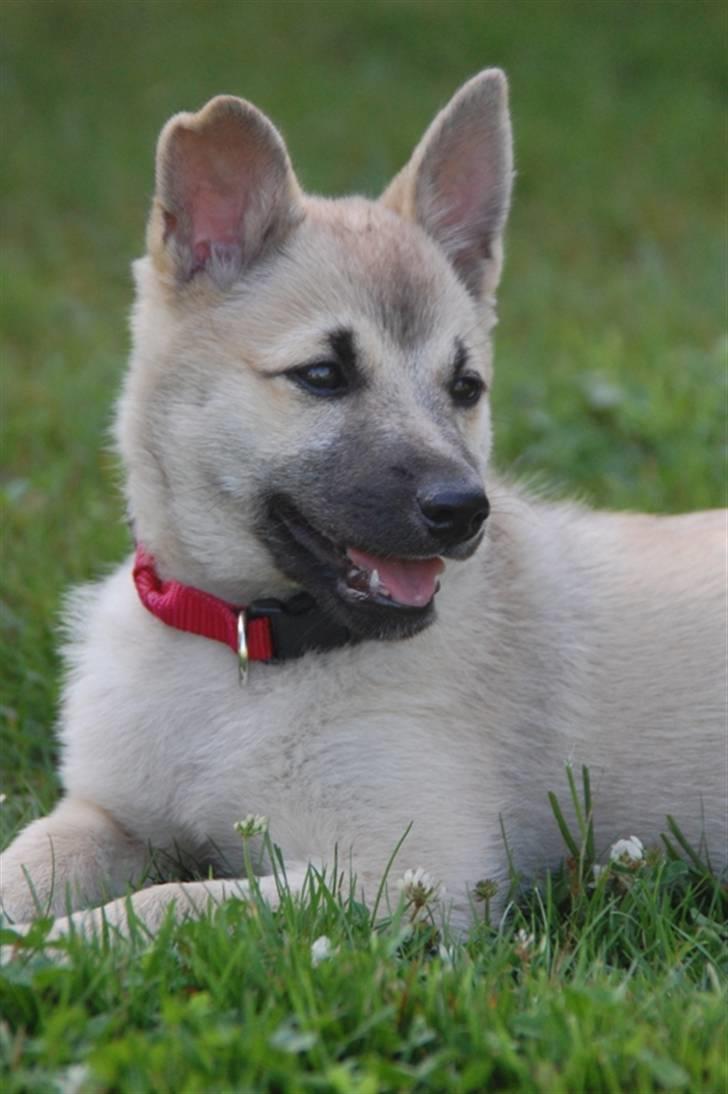 Norsk buhund Josefine billede 1