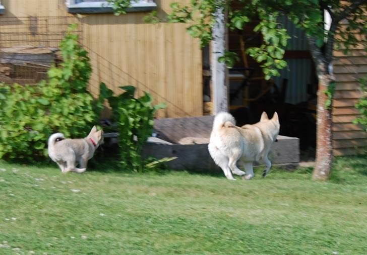 Norsk buhund Josefine billede 2