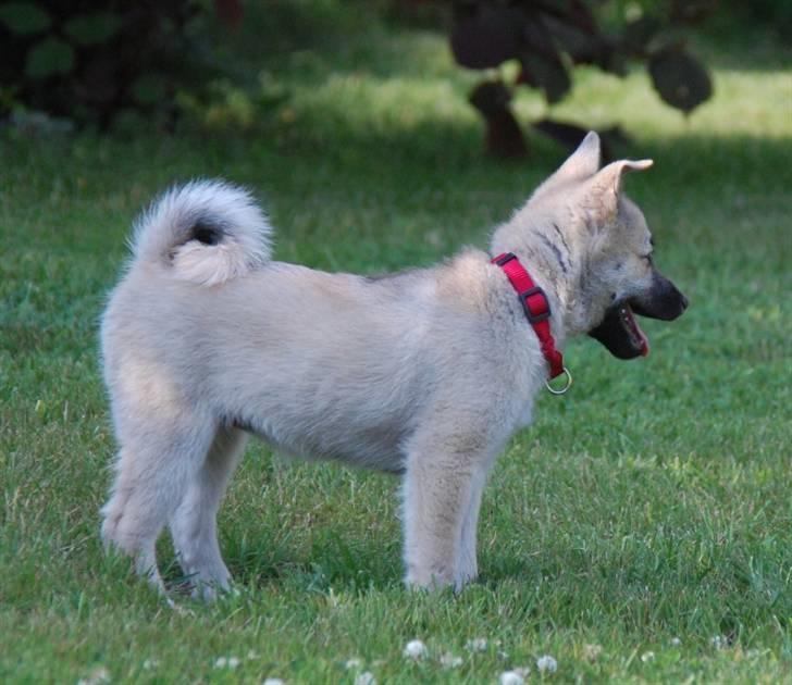 Norsk buhund Josefine billede 3