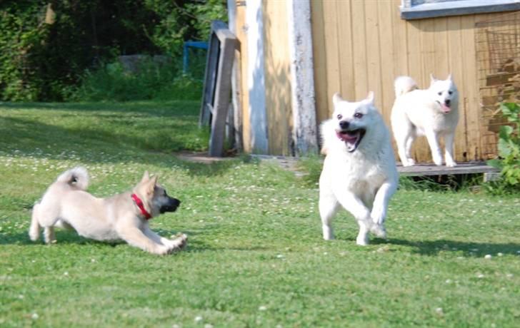 Norsk buhund Josefine billede 4