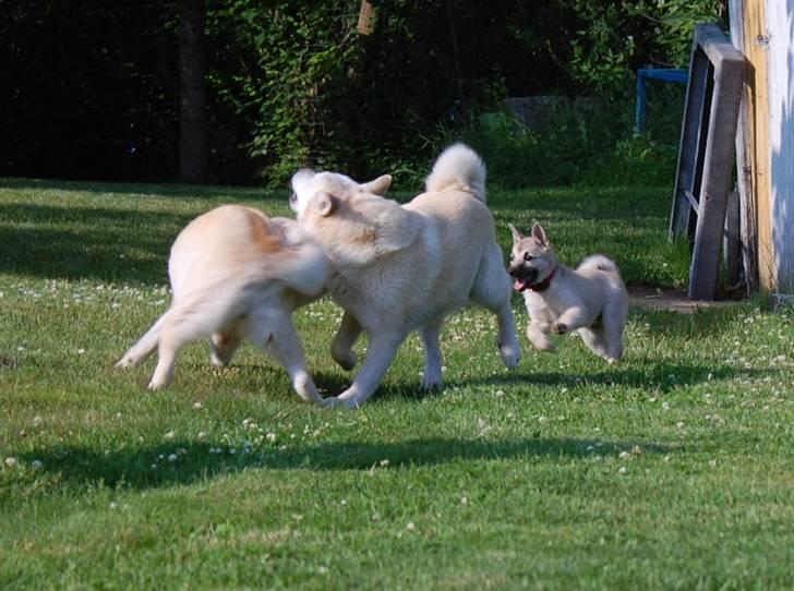 Norsk buhund Josefine billede 5