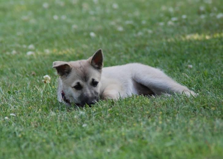 Norsk buhund Josefine billede 6