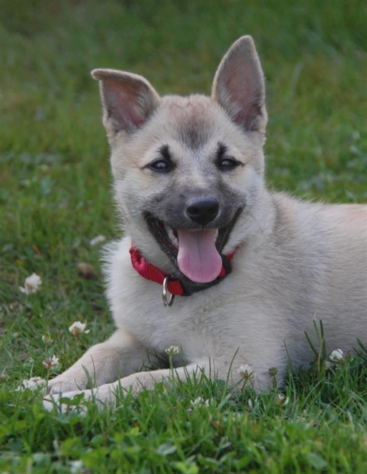 Norsk buhund Josefine billede 7