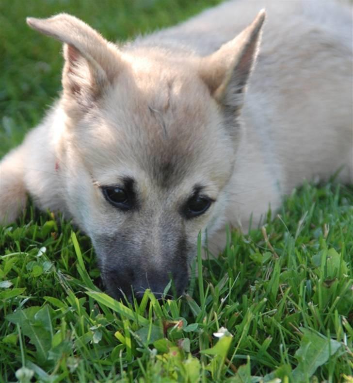 Norsk buhund Josefine billede 9