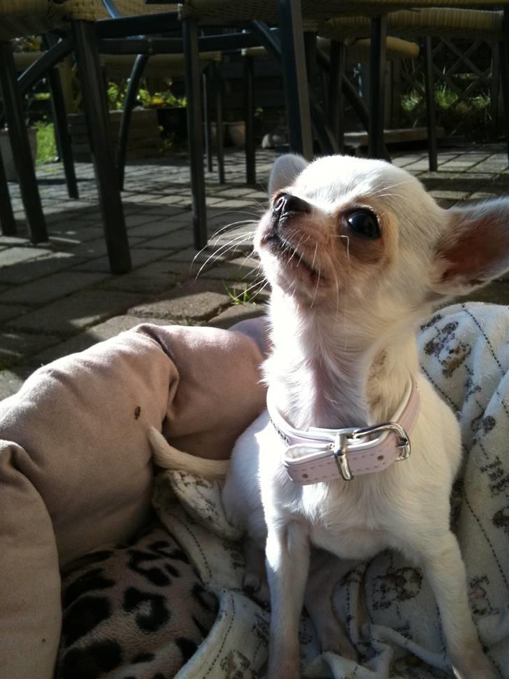 Chihuahua Jolina from paradise billede 8