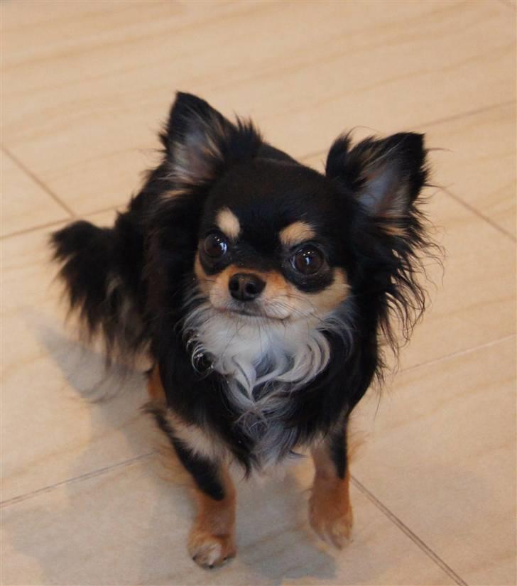 Chihuahua Bailey billede 13