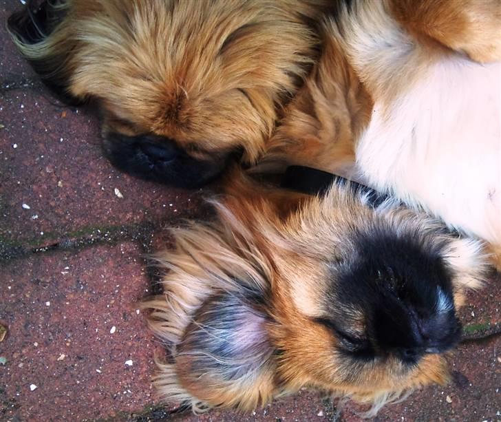 Pekingeser Pjævse - himmelhund  - Putte med storebror billede 13