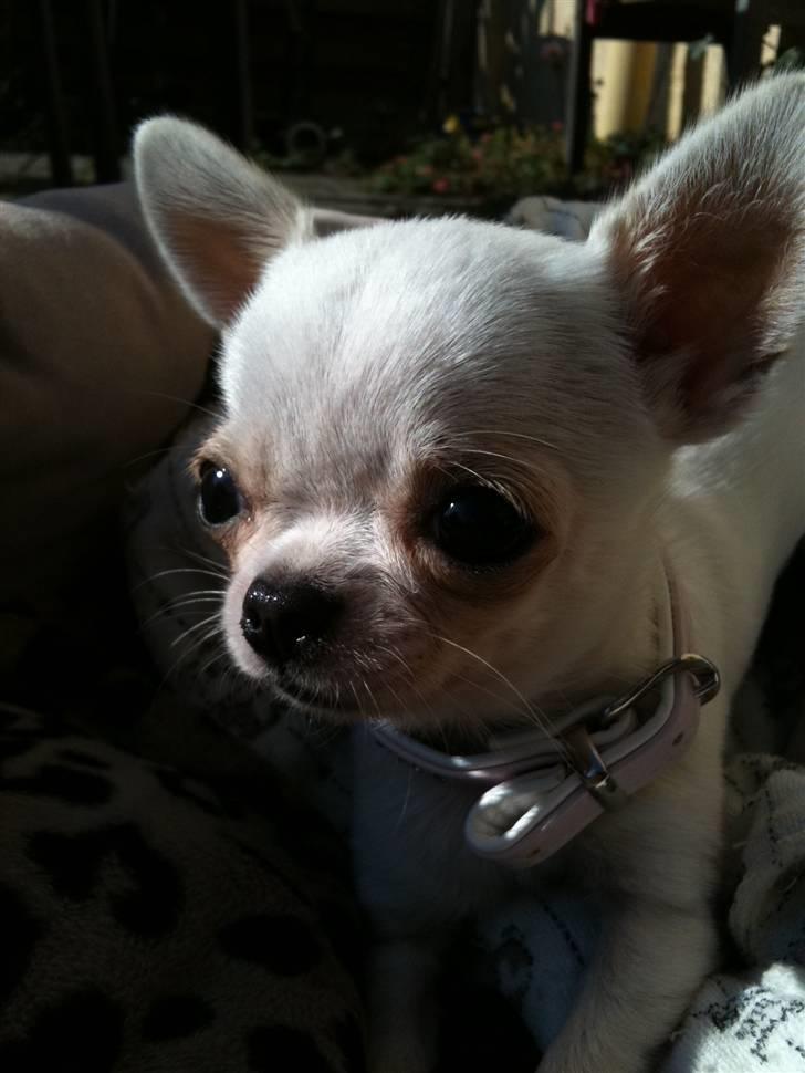 Chihuahua Jolina from paradise billede 9