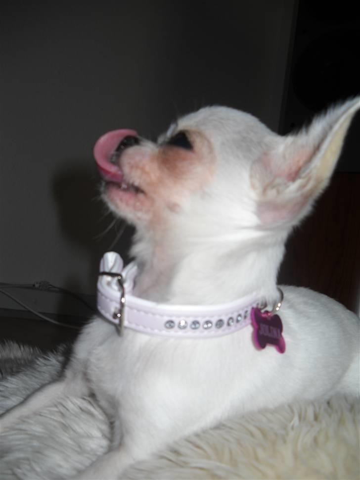 Chihuahua Jolina from paradise billede 10