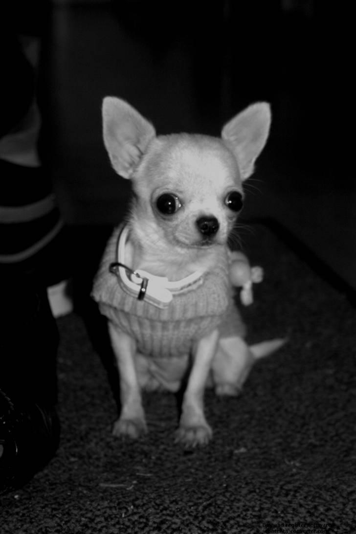 Chihuahua Jolina from paradise billede 11