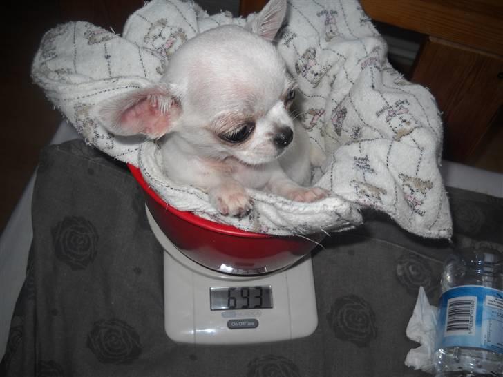 Chihuahua Jolina from paradise billede 12