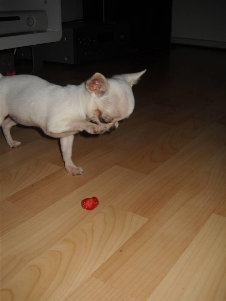 Chihuahua Jolina from paradise billede 13