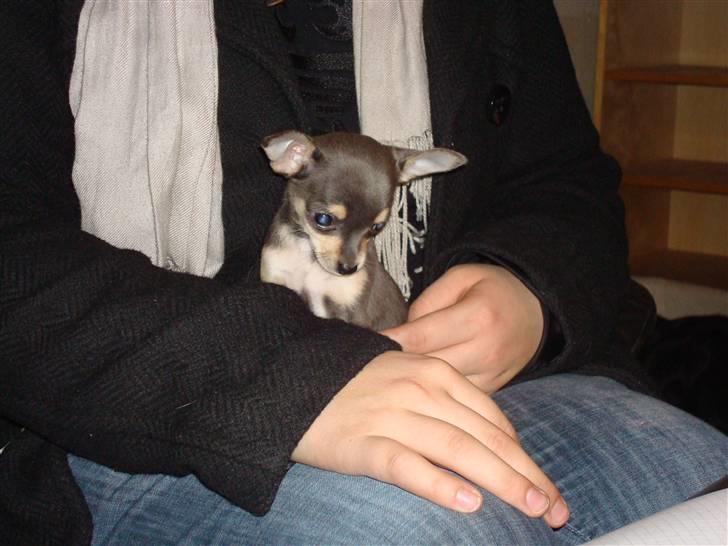 Chihuahua Bell billede 1