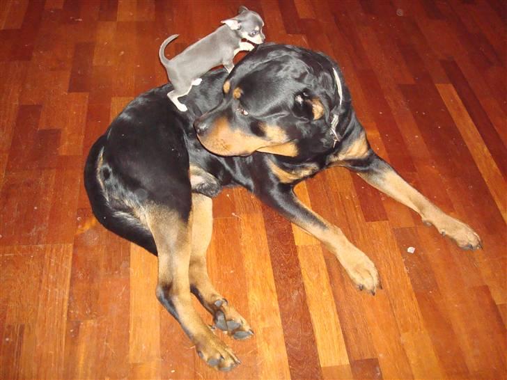 Chihuahua Bell billede 2