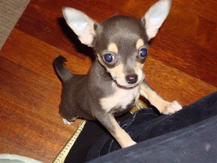 Chihuahua Bell billede 3