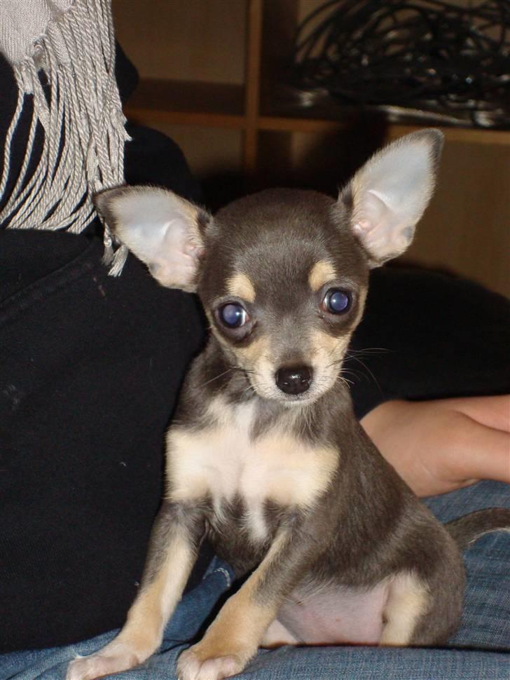 Chihuahua Bell billede 4