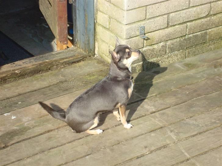 Chihuahua Bell billede 7