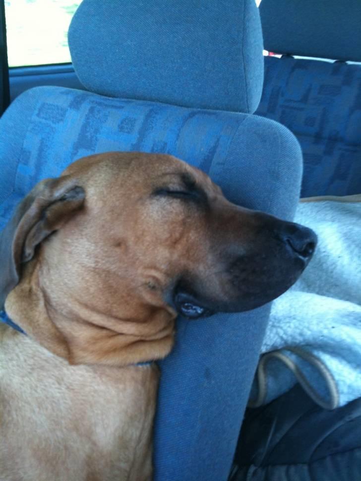 Rhodesian ridgeback Qato - En MEGET træt Qato har været et døgn i privat hunde pension hos Daisy...!!!! billede 15