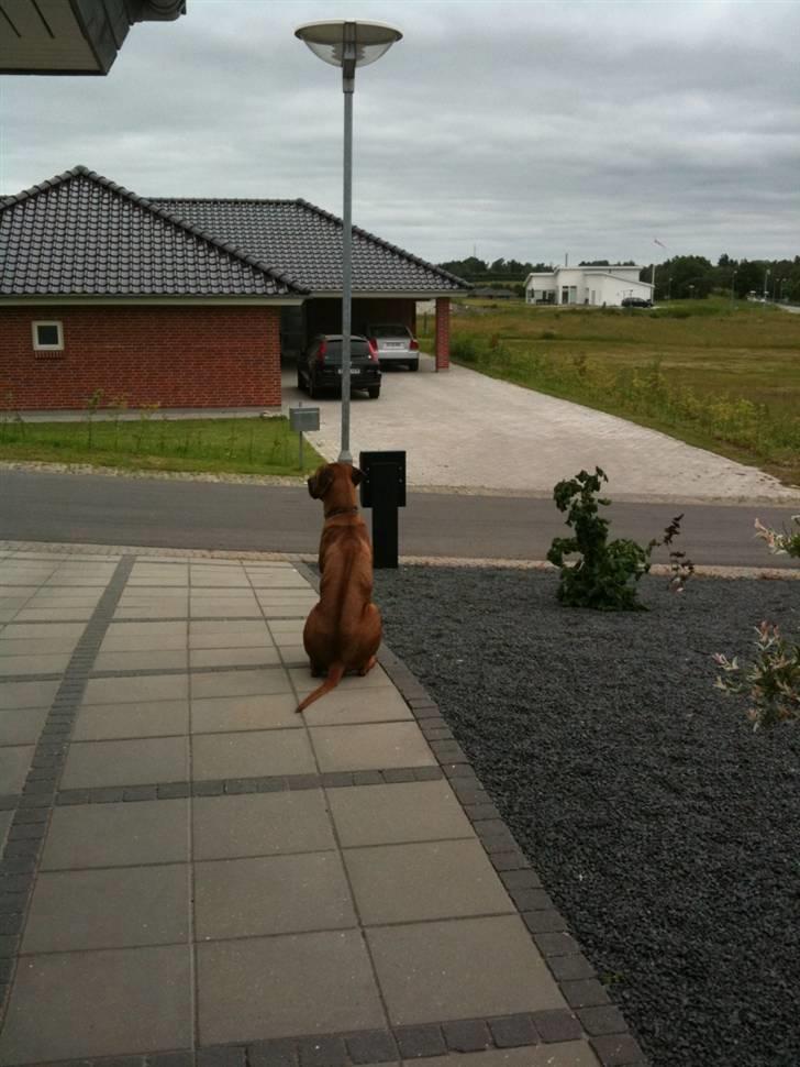 Rhodesian ridgeback Qato - Kong Qato - Kongen af Guldborggrenen - her vogter JEG billede 16