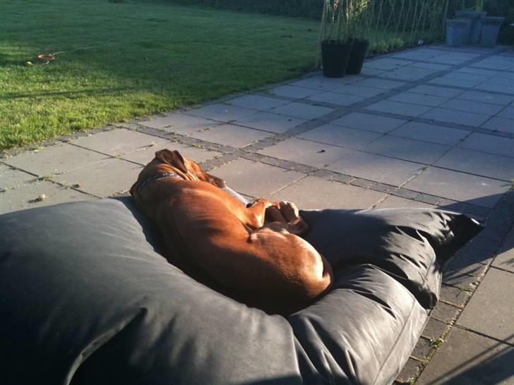 Rhodesian ridgeback Qato - Qato tager lige en lille lur i sin elskede Fatboy på terassen... billede 17