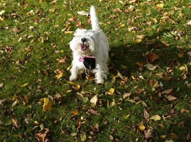 West highland white terrier Mille Rose - Mille på skovtur billede 11
