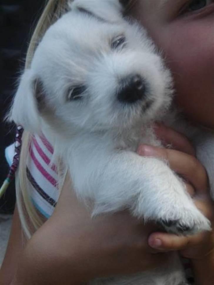 West highland white terrier Mille Rose - Lillebitte Mille billede 12