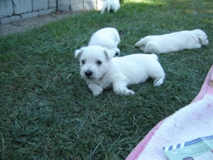 West highland white terrier Mille Rose - Mille, med søskende billede 13