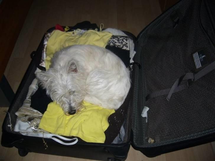 West highland white terrier Mille Rose - Mille vil ikke have jeg rejser væk billede 14