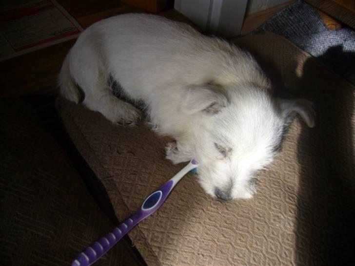 West highland white terrier Mille Rose - Uhm sammen med yndlings legetøj billede 15